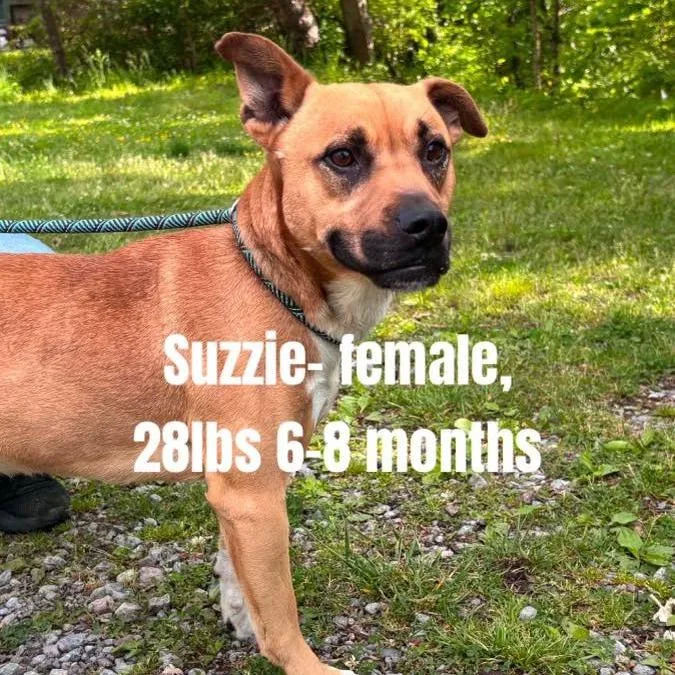 A young medium-sized female Red / Chestnut / Orange Pit Bull Terrier dog named Suzzie for adoption in Alexandria, VA