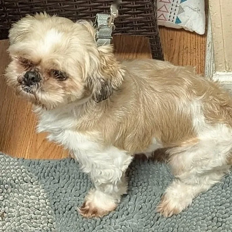 A senior small-sized male Shih Tzu dog named Jack for adoption in Petersburg, VA