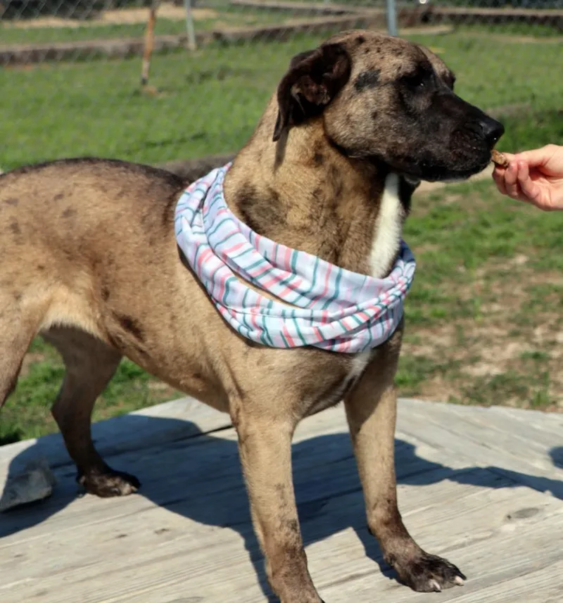 Ralphine thumbnail 3