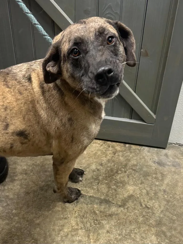 Ralphine thumbnail 4