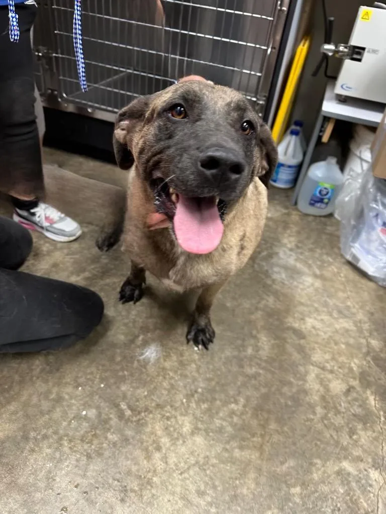 Ralphine thumbnail 5