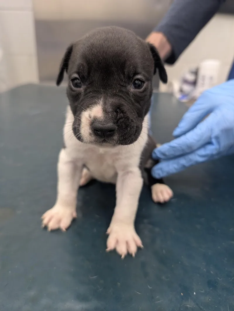 A young medium-sized male Black Pit Bull Terrier dog named Micah for adoption in Mobile, AL
