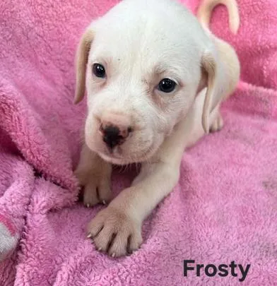 Frosty