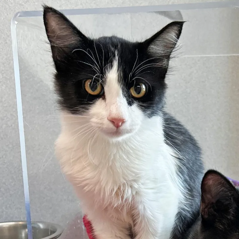 An adult medium-sized male White Domestic Short Hair cat named Squeak for adoption in Hailey, ID