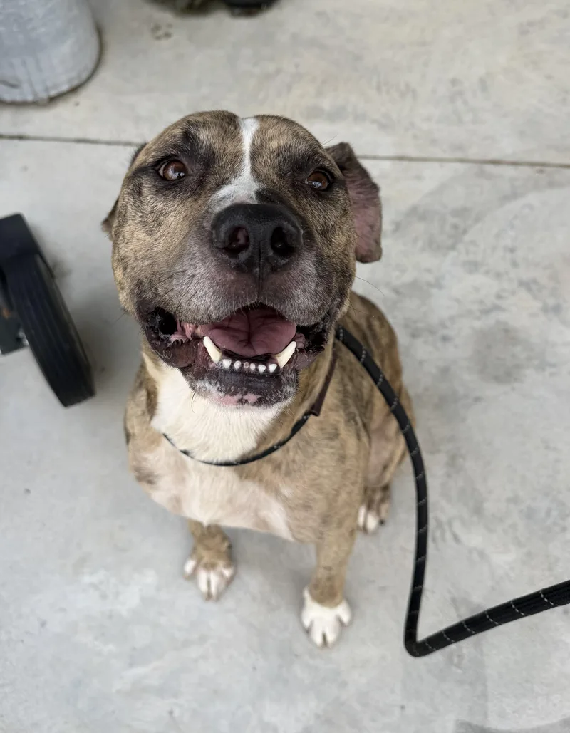 An adult medium-sized male Brindle Terrier dog named Jonah for adoption in Lancaster, SC