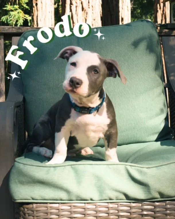 A baby small-sized male Staffordshire Bull Terrier dog named Frodo for adoption in Santa Cruz, CA