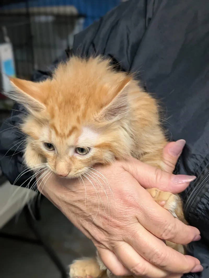 A baby medium-sized male Orange / Red Domestic Long Hair cat named Dandelion for adoption in Tilton, IL