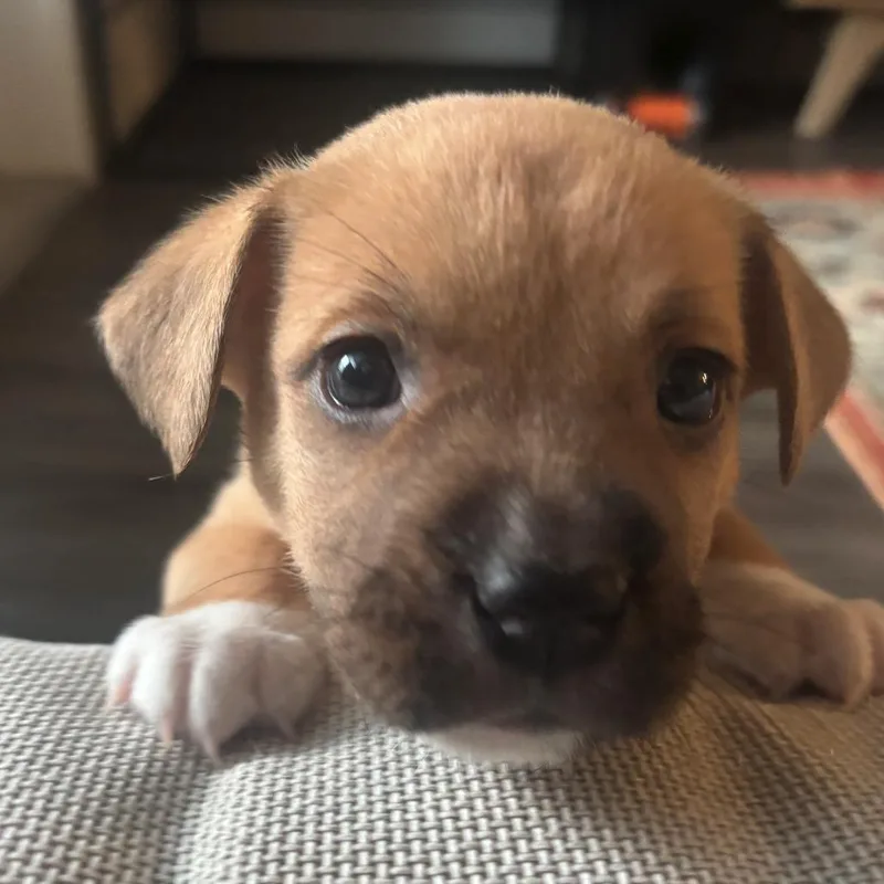 A baby medium-sized female Shepherd dog named Capricorn for adoption in Austin, TX