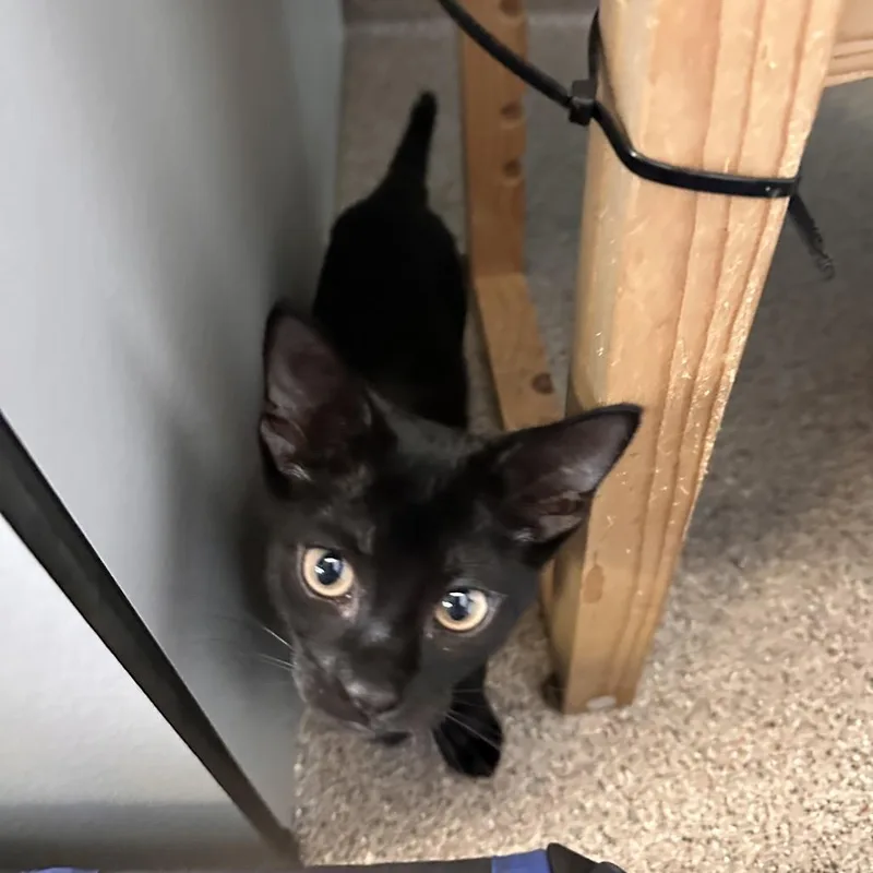 A baby small-sized female Black Domestic Short Hair cat named Gigi for adoption in Sarasota, FL