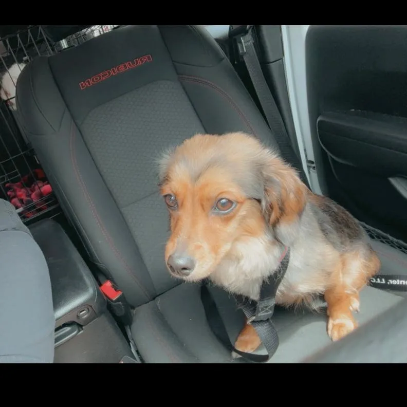 An adult small-sized female Brown / Chocolate Dachshund (Long Haired) dog named Maggie for adoption in Rockville, MD