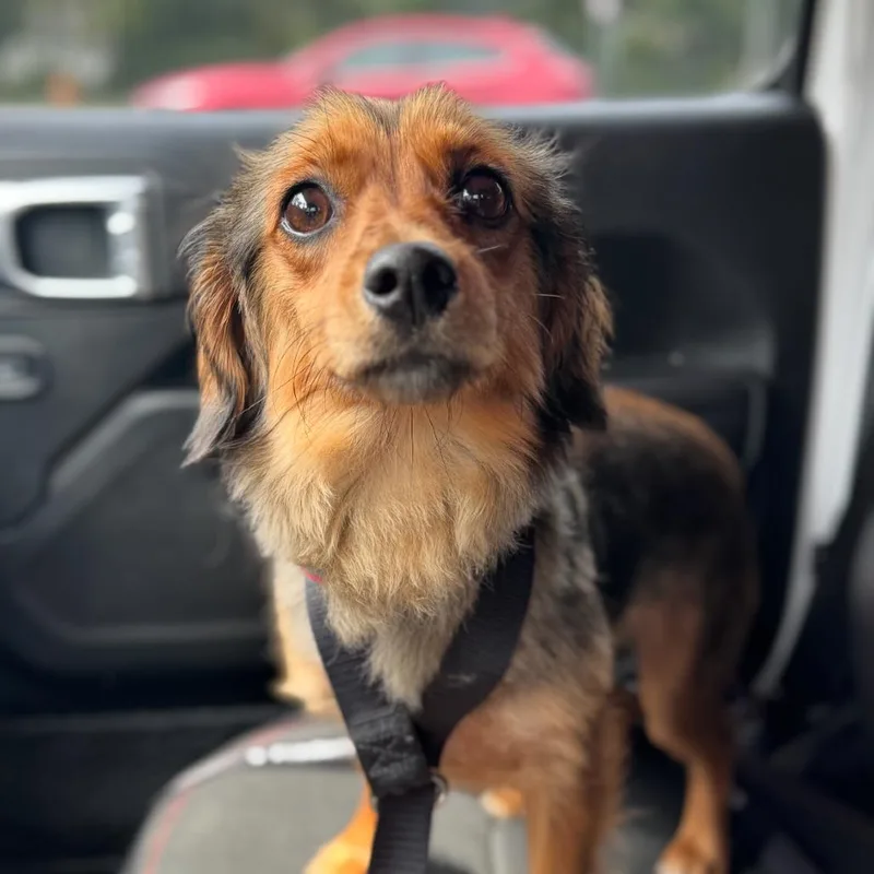 Maggie thumbnail 3