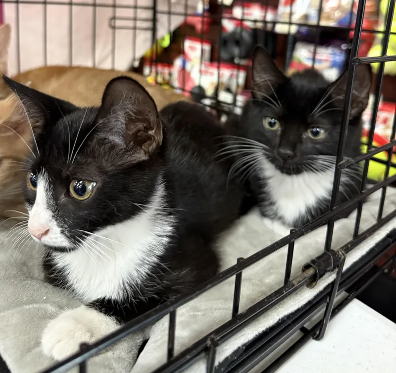 A baby medium-sized female Black & White / Tuxedo Domestic Short Hair cat named Paula and Pietra for adoption in West Orange, NJ