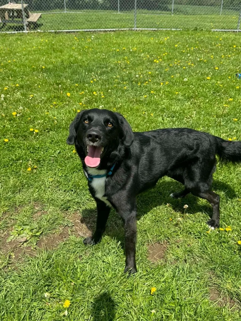 A young medium-sized male Border Collie dog named Copper for adoption in Marion, OH