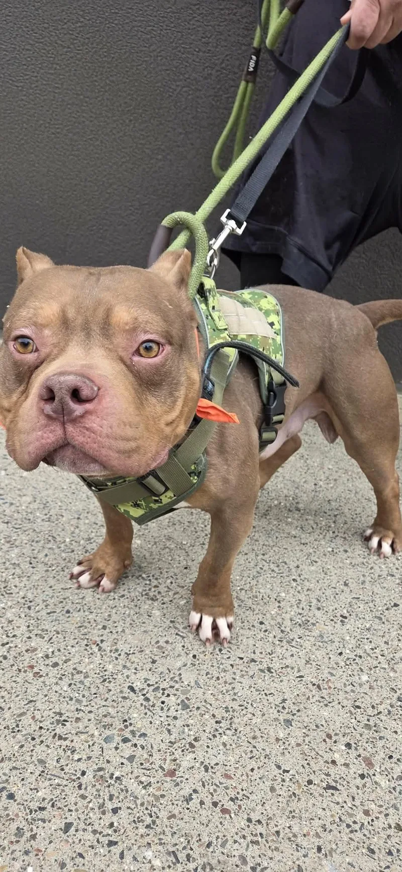 Pb Truffle thumbnail 2