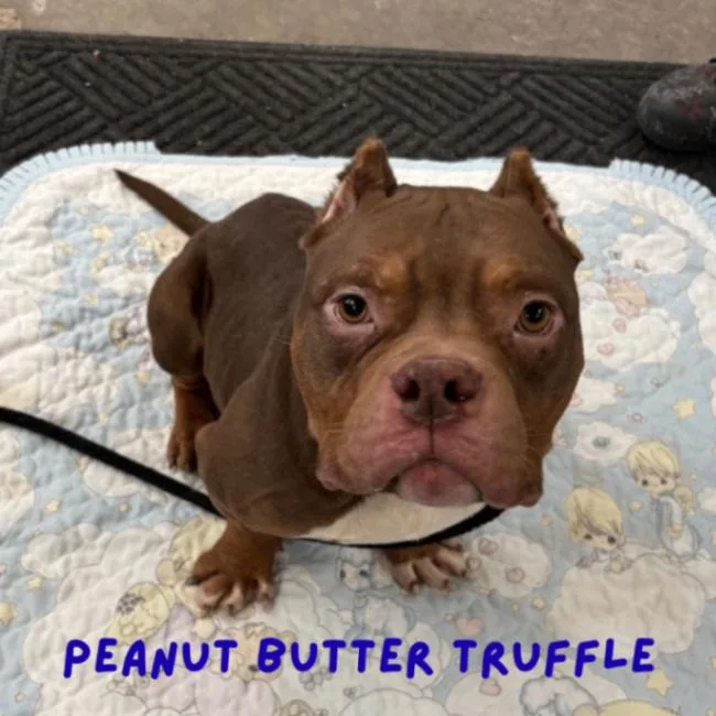 Pb Truffle thumbnail 3