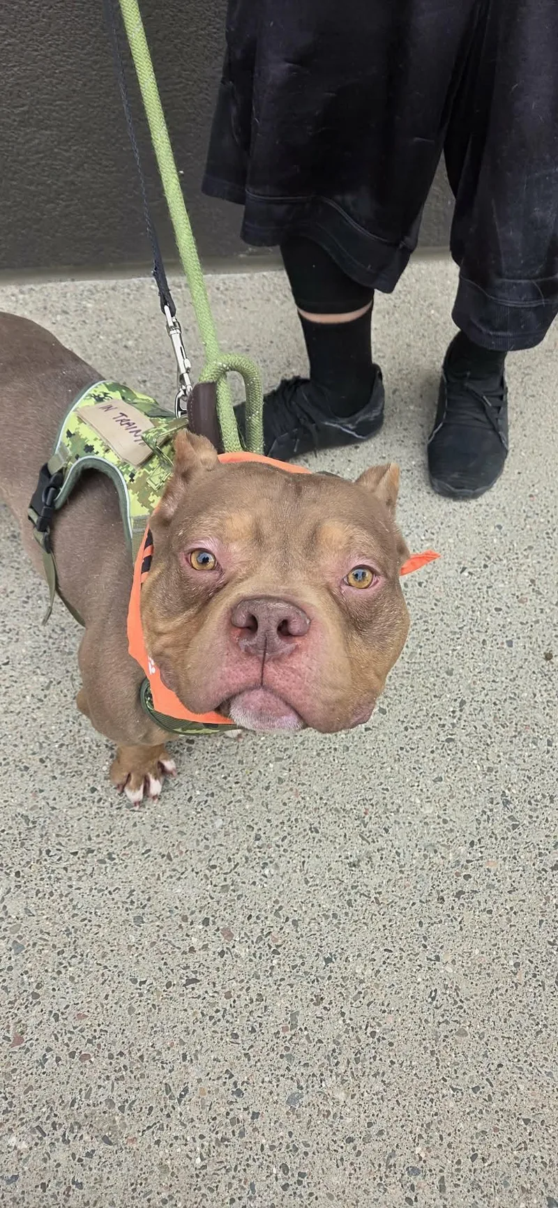 Pb Truffle thumbnail 4