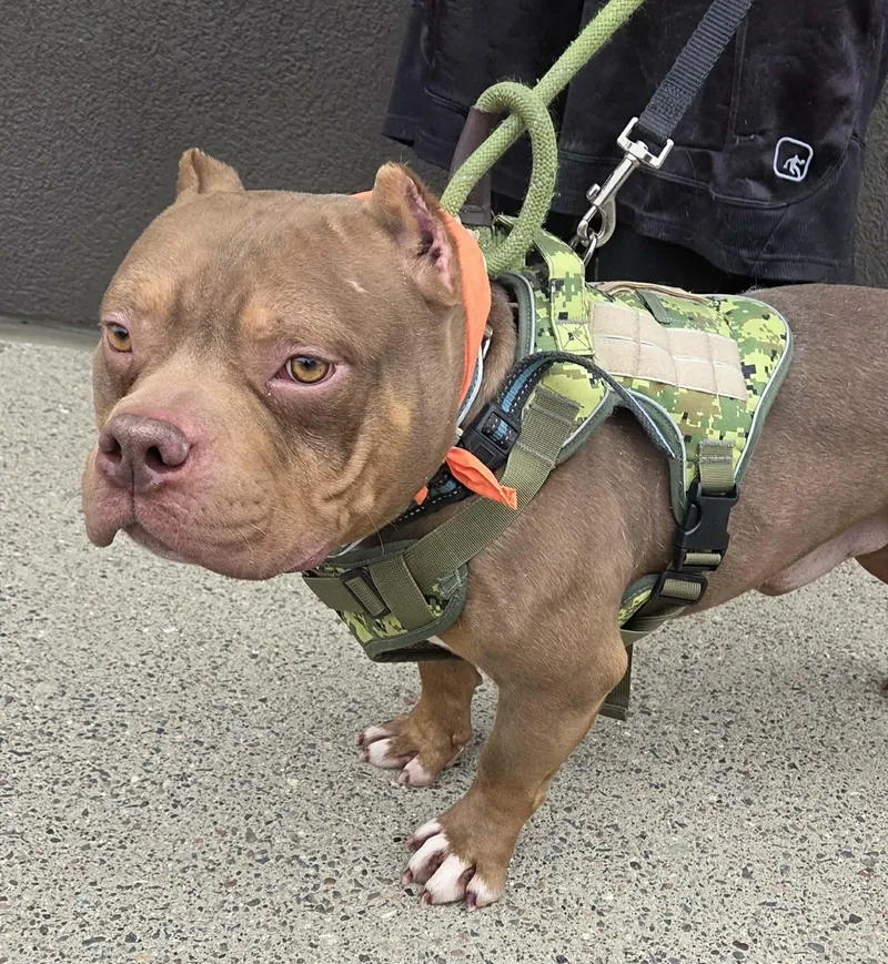 Pb Truffle thumbnail 5