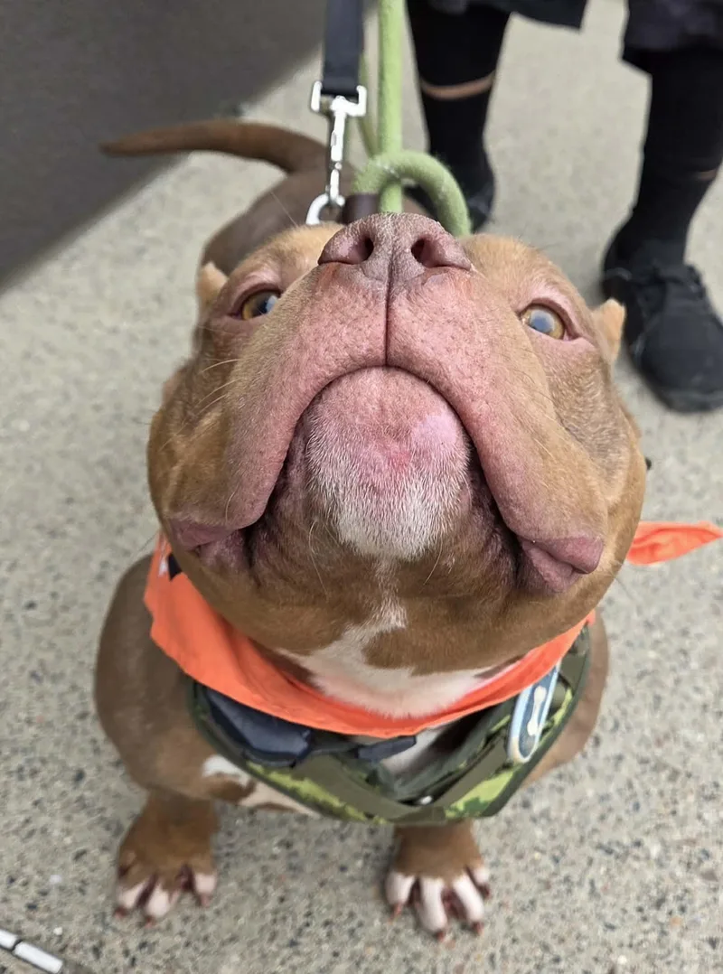 Pb Truffle thumbnail 6