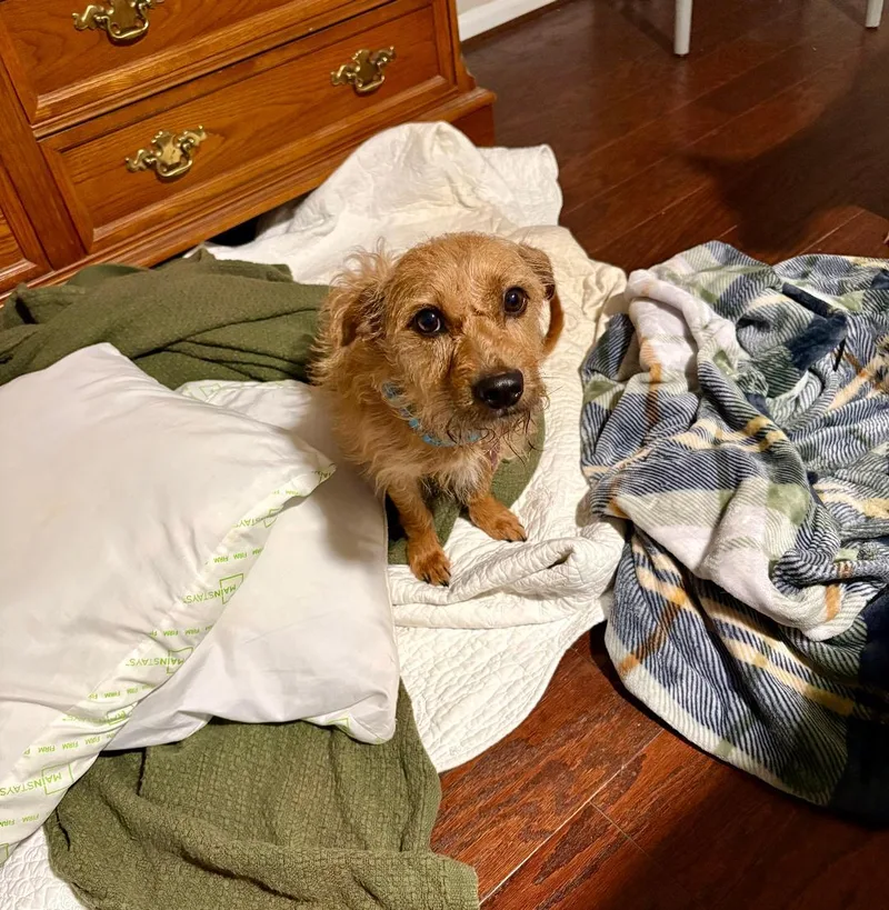 An adult small-sized male Terrier dog named Teddy for adoption in Littleton, CO