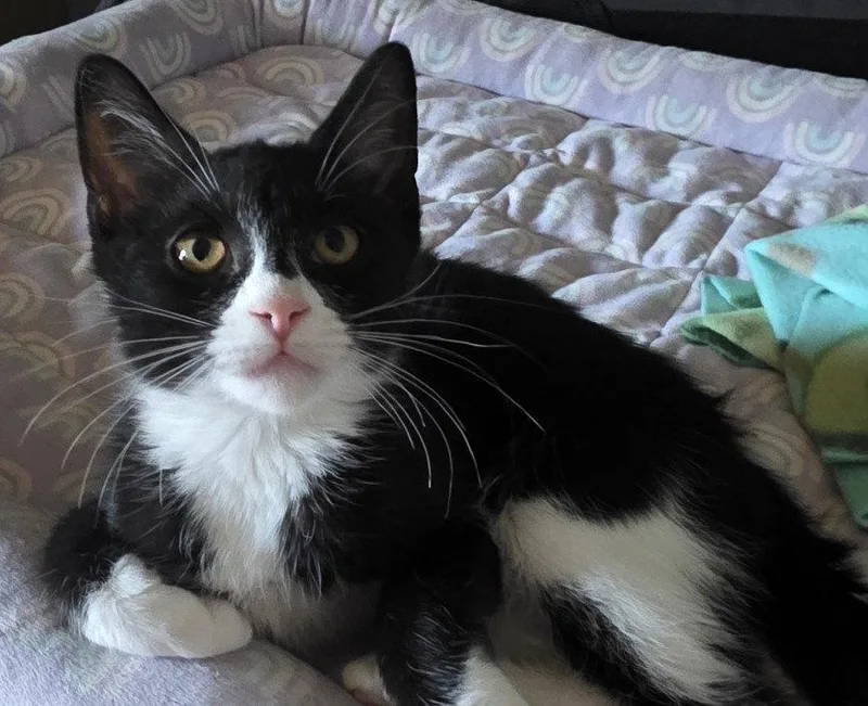 A young medium-sized male Domestic Short Hair cat named Bobby for adoption in Phoenix, AZ