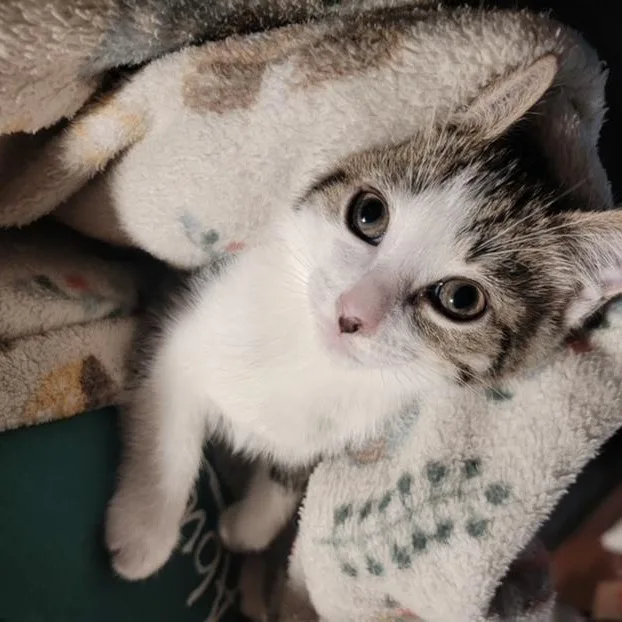 A baby small-sized male Tabby (Brown / Chocolate) Domestic Short Hair cat named Squints for adoption in Hudsonville, MI