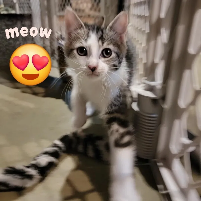 Squints thumbnail 6