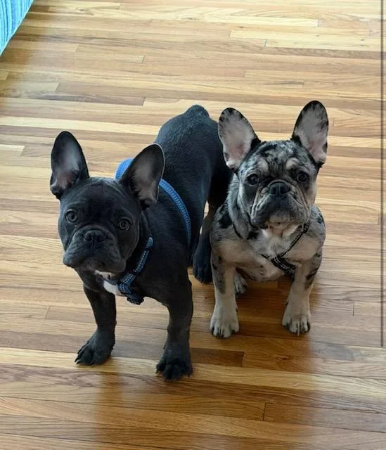 A baby small-sized female French Bulldog dog named Miko & Beni for adoption in Lyndhurst, NJ