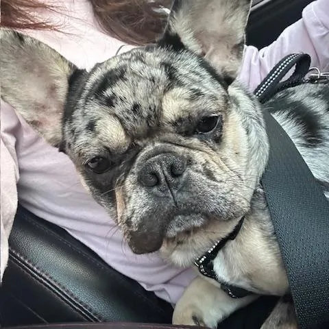 Miko & Beni thumbnail 4