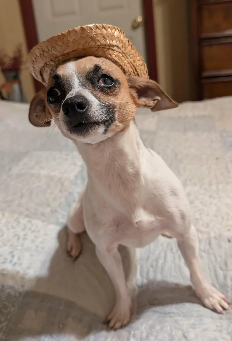 An adult small-sized male White / Cream Chihuahua dog named Jack for adoption in Watertown, CT