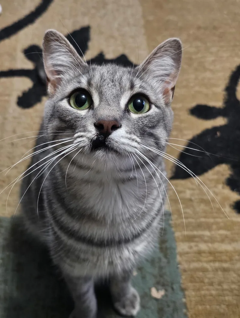 A young medium-sized male Tabby (Gray / Blue / Silver) Tabby cat named Butch for adoption in Alexandria, LA