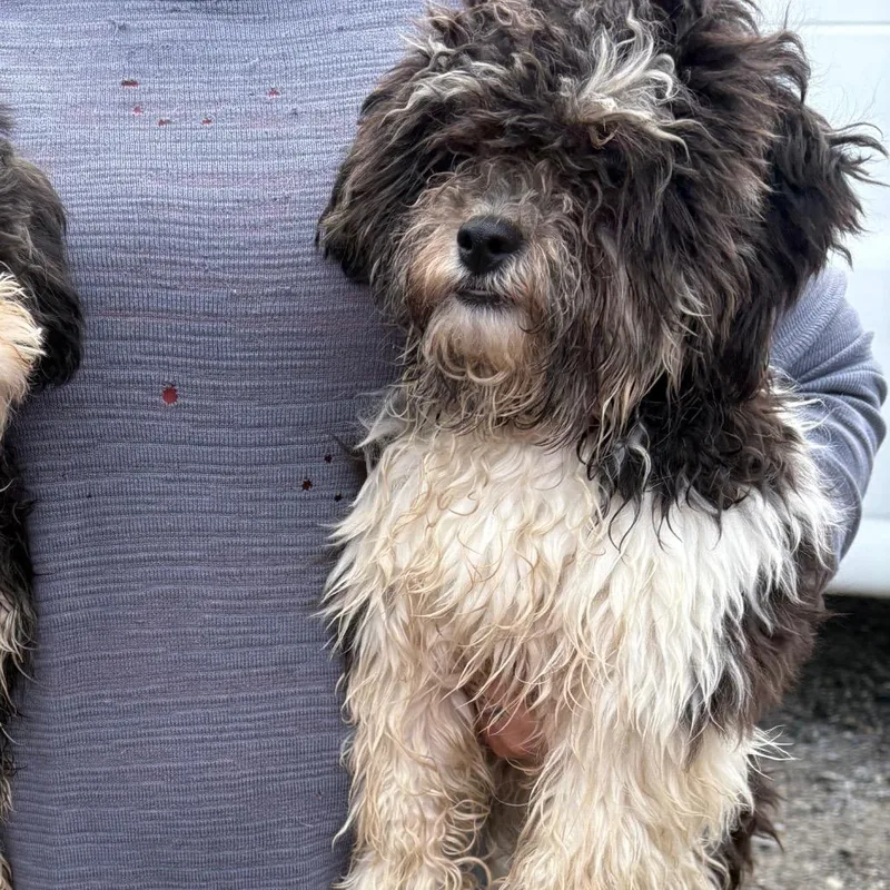 A young small-sized female Black Shih Tzu dog named Pansy for adoption in Pennsville, NJ