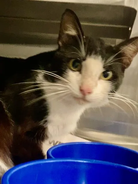 A young medium-sized male Domestic Short Hair cat named Orca for adoption in Baytown, TX