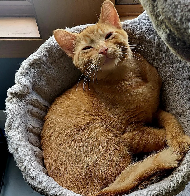 A baby small-sized male Tabby (Orange / Red) Domestic Short Hair cat named Remy for adoption in Milwaukee, WI