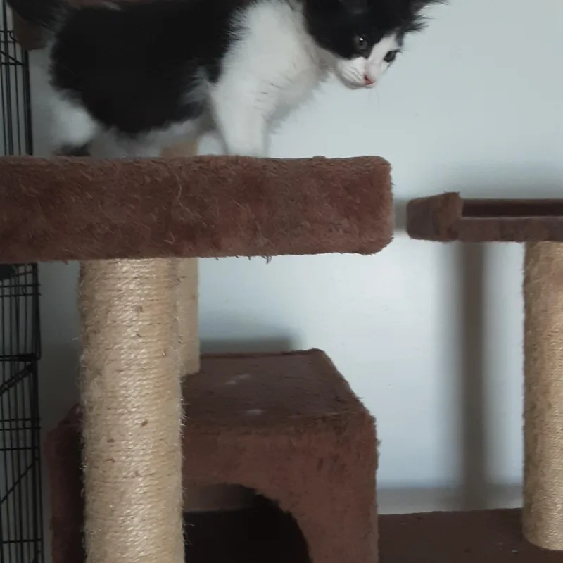 A baby small-sized female Black Domestic Medium Hair cat named Miss Hetty for adoption in Aylett, VA
