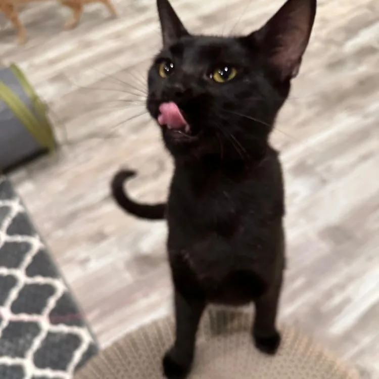 A senior small-sized female Black Domestic Short Hair cat named Agatha for adoption in Greensburg, PA