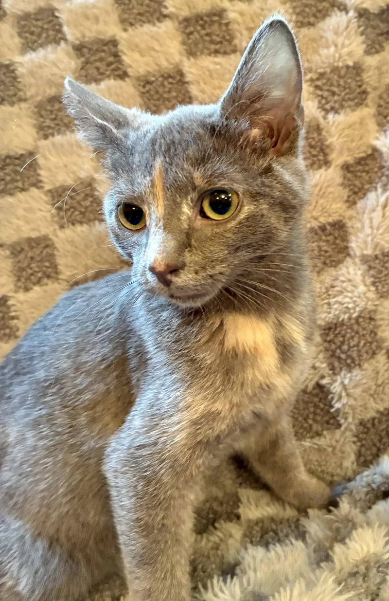 A baby small-sized female Gray / Blue / Silver Domestic Short Hair cat named Trix for adoption in Forest Lake, MN