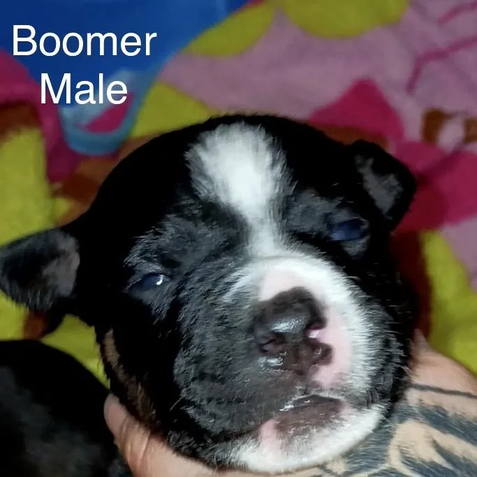 Boomer