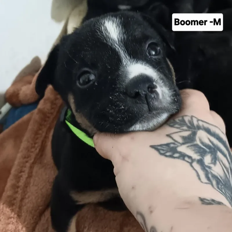 Boomer thumbnail 2