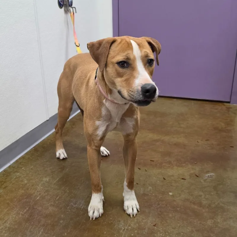 An adult medium-sized female Golden Pit Bull Terrier dog named Chessie for adoption in Albuquerque, NM