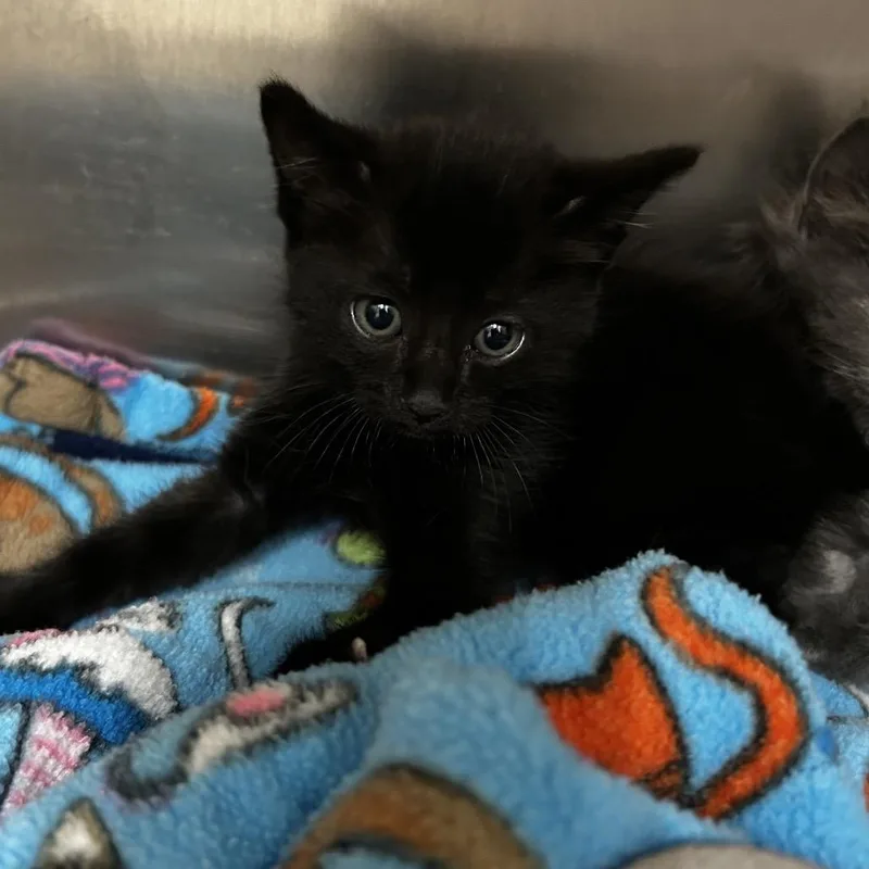 A baby small-sized male Black Domestic Long Hair cat named Cole for adoption in Upland, CA