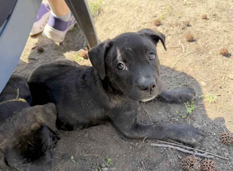 Lucy Van Pelt thumbnail 5