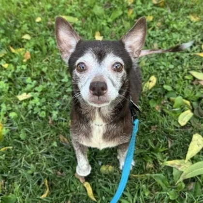 Coco