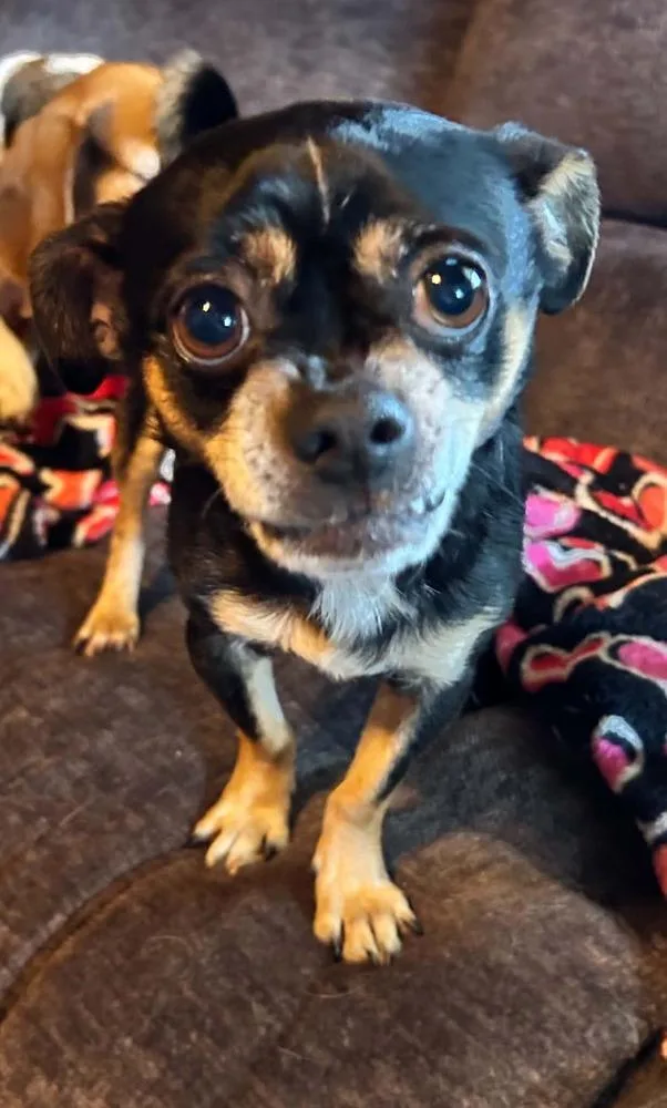 An adult small-sized male Chihuahua dog named Pee Wee for adoption in harrison city, PA