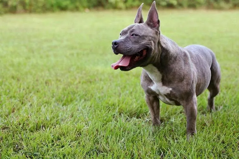 An adult medium-sized female Pit Bull Terrier dog named Millie for adoption in Houston, TX