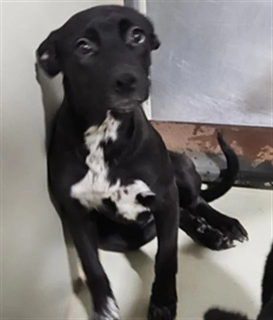 A young medium-sized female Border Collie dog named Charmy for adoption in Bakersfield, CA