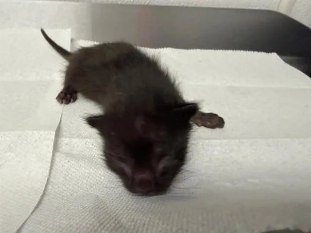 A baby small-sized male Domestic Short Hair cat named Oscar for adoption in San Bernardino, CA