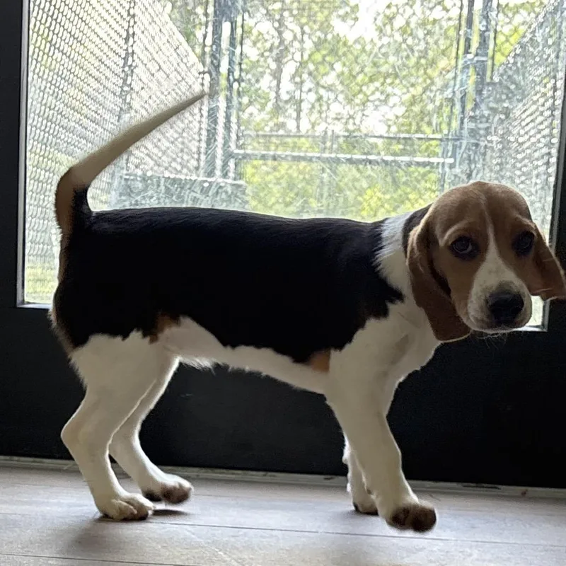 A baby small-sized female Yellow / Tan / Blond / Fawn Beagle dog named CIG  aka Rosie for adoption in LOXAHATCHEE, FL