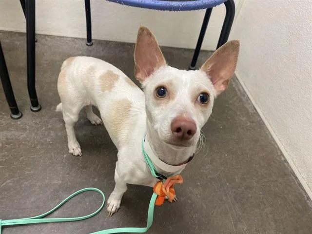 A young small-sized male Chihuahua dog named Farmer for adoption in Phoenix, AZ