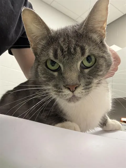 A young medium-sized female Domestic Short Hair cat named Kitkat for adoption in Indianapolis, IN