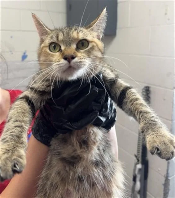 A young small-sized female Domestic Short Hair cat named Gene for adoption in San Bernardino, CA
